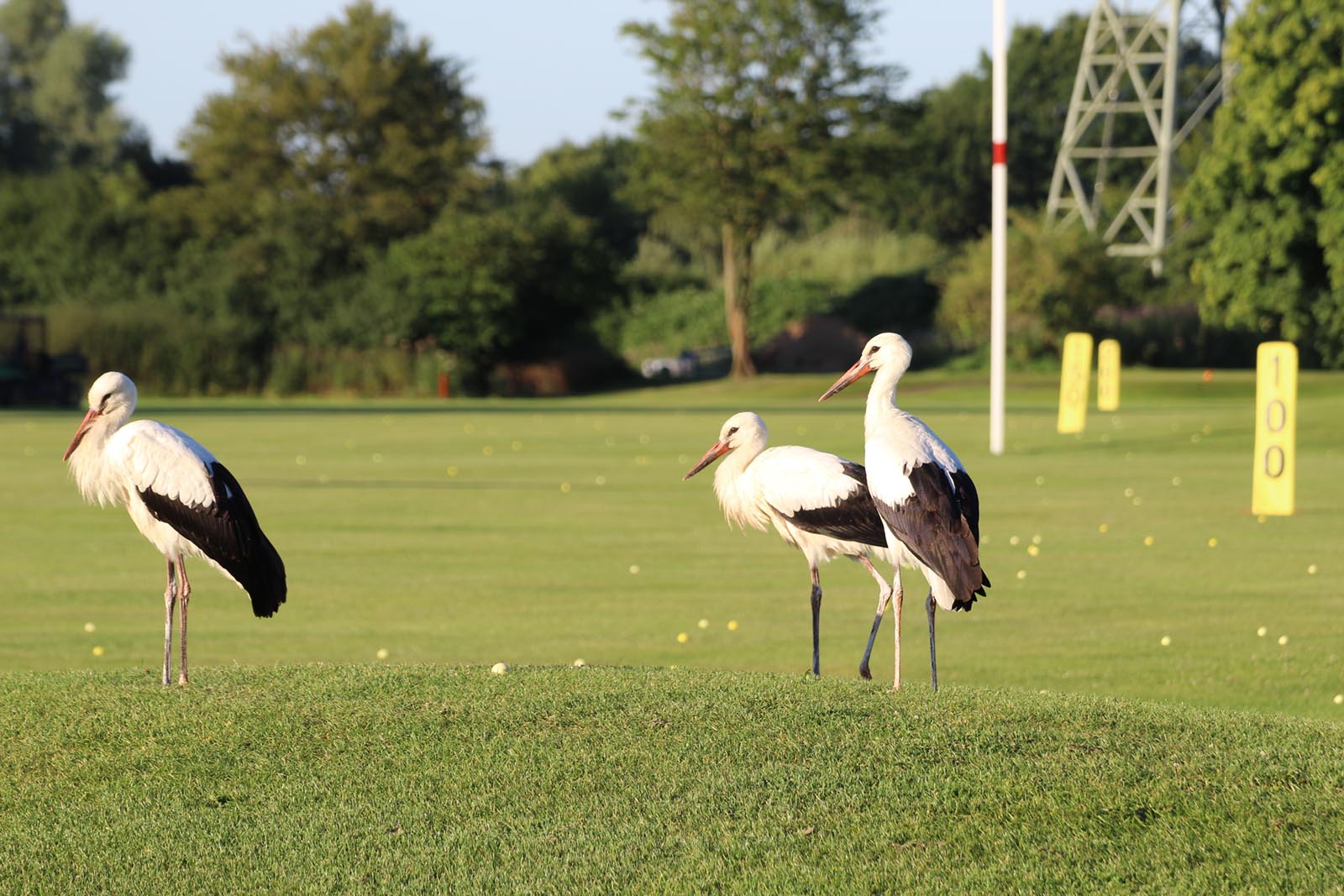 Drei Weißstörche stehen auf einem grünen Golfplatz mit Bäumen und Golfmarkierungen im Hintergrund